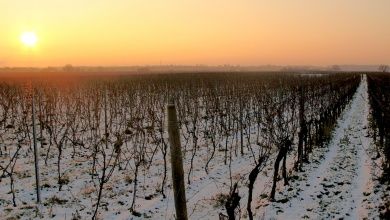 Buchert  Weingut | Gästehaus